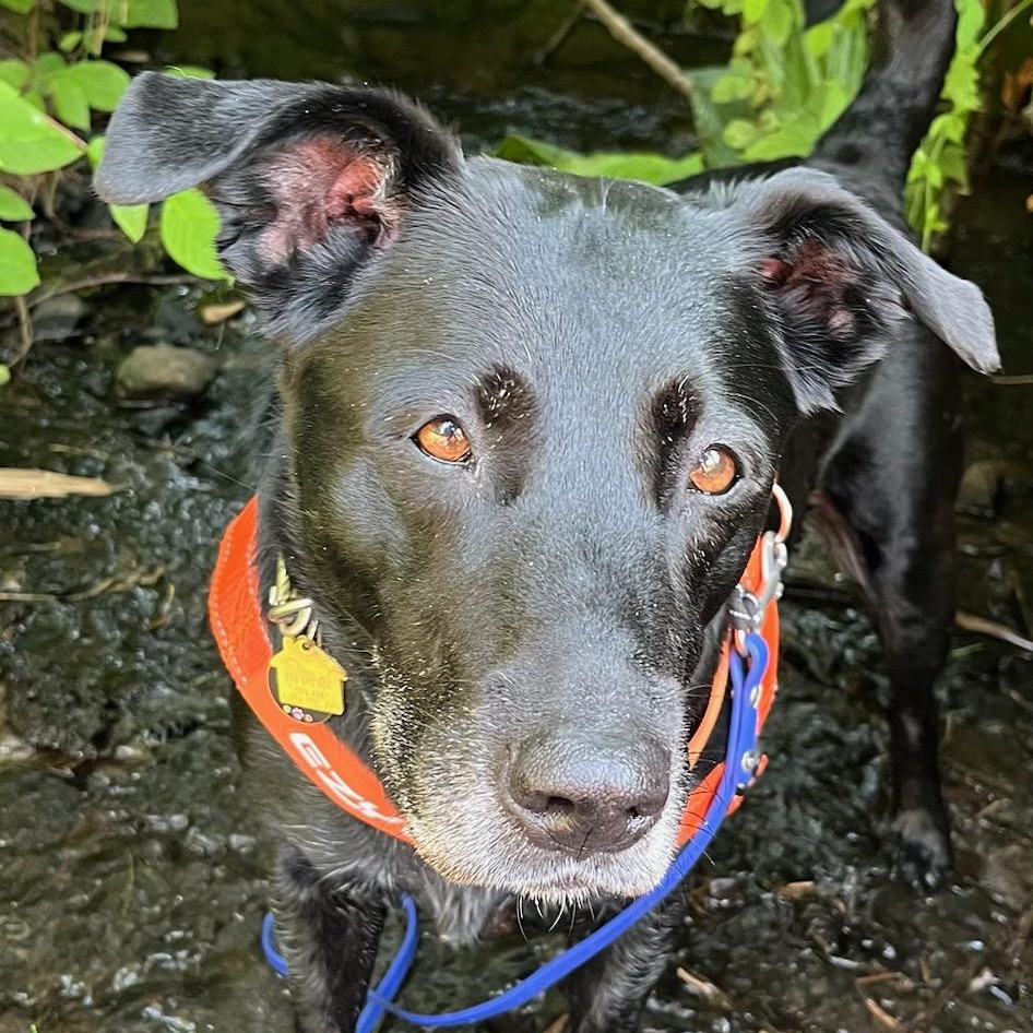Bella, a ADOPTABLE mixed breed in Hood River, OR image 3/3