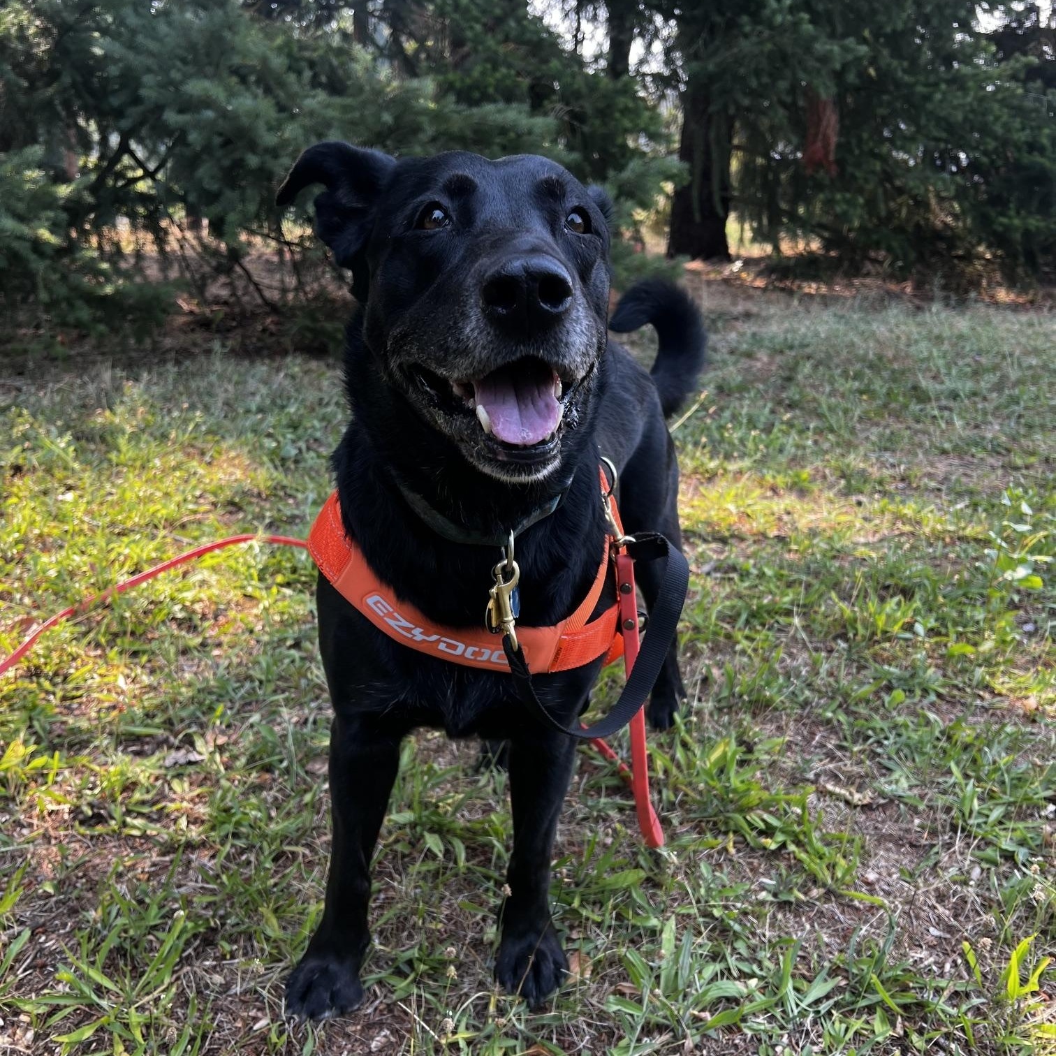 Bella, a ADOPTABLE mixed breed in Hood River, OR image 2/3
