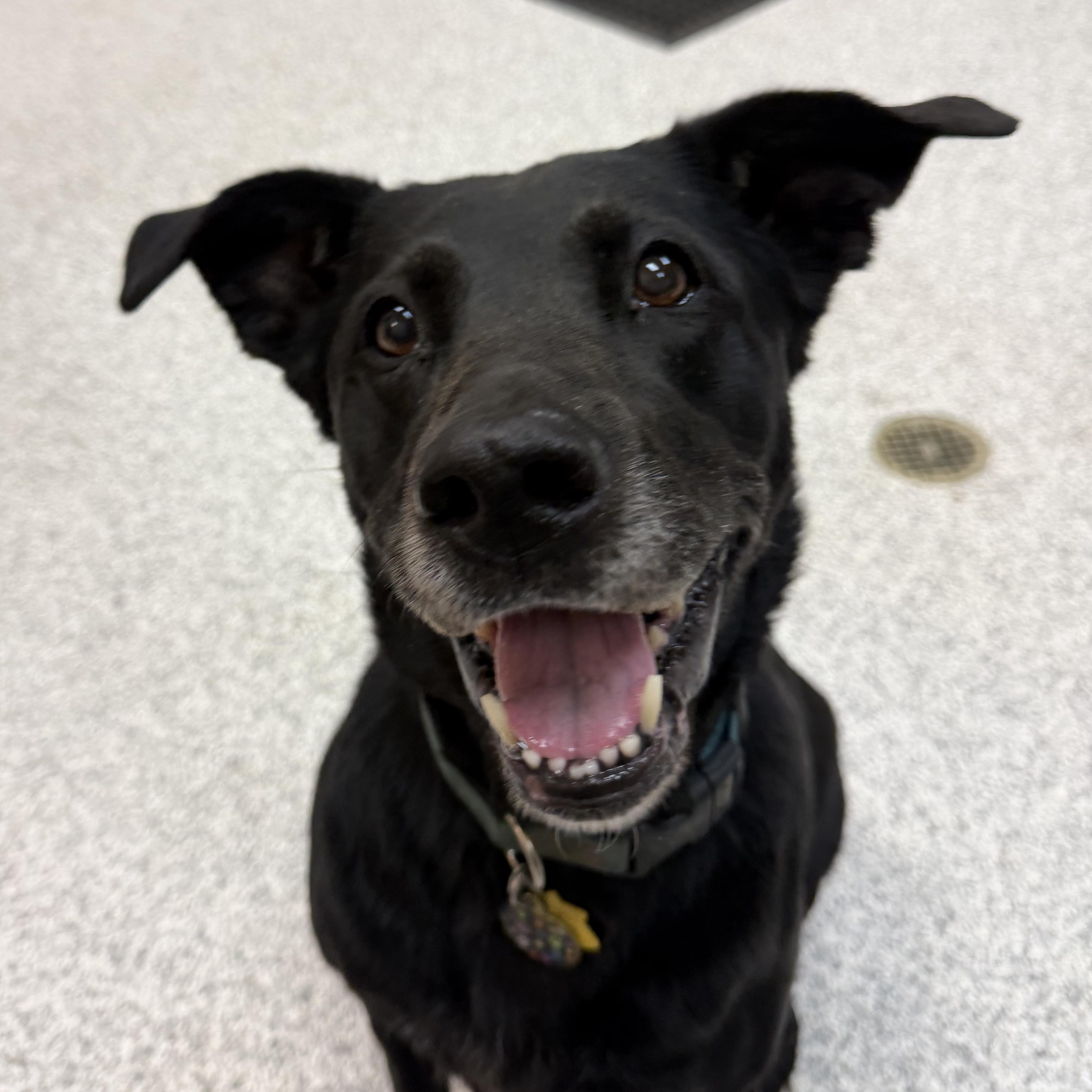 Bella, a ADOPTABLE mixed breed in Hood River, OR image 1/3