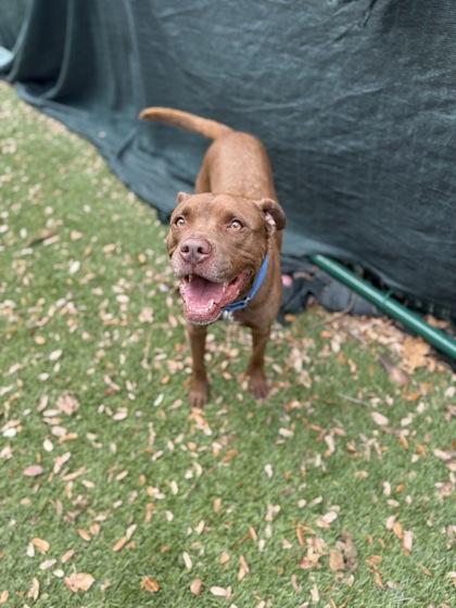 Hazel, Adoptable, Senior Female Retriever & Labrador Retriever.