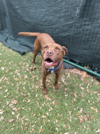 Hazel, Adoptable, Senior Female Retriever & Labrador Retriever.