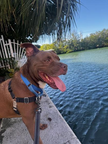 Enlarge Hazel, a Adoptable mixed breed in North Miami Beach, FL image 3/3