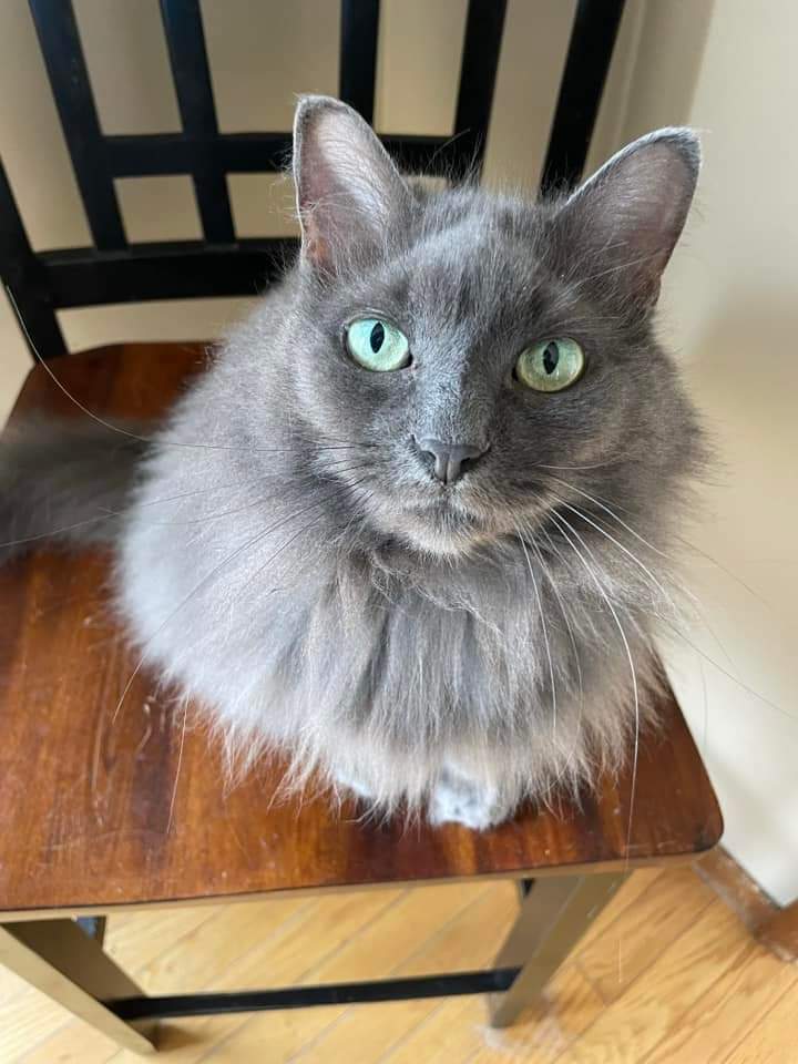 Frazzle, Adult Female unknown