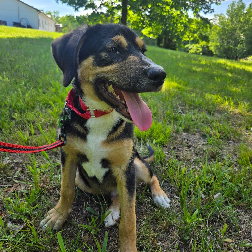Wyatt, a Adoptable Mixed Breed in Centerville, TN image 2/5
