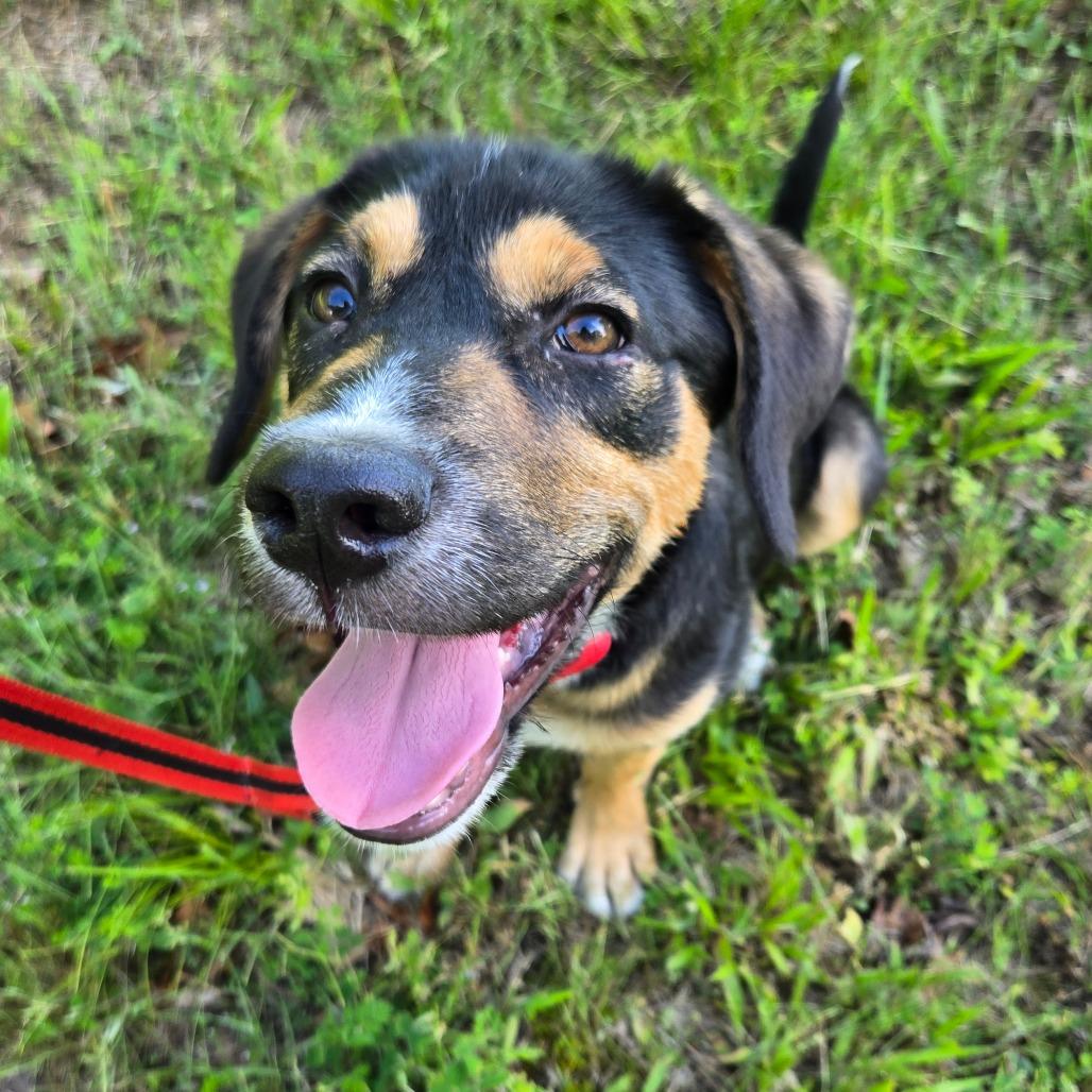 Wyatt, a Adoptable Mixed Breed in Centerville, TN image 4/5