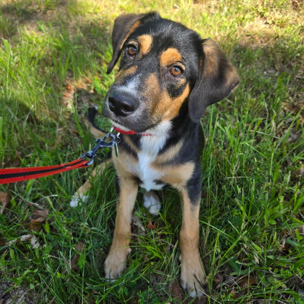 Wyatt, a Adoptable Mixed Breed in Centerville, TN image 5/5