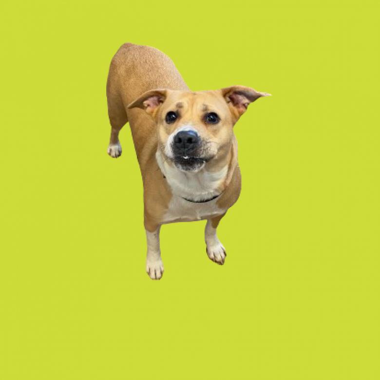 Sarah, Adoptable, Senior Female Labrador Retriever & Pit Bull Terrier.