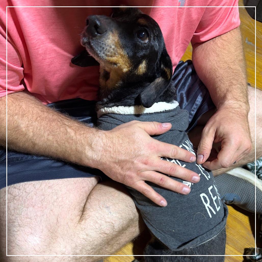 Glory, Adoptable, Senior Female Dachshund.