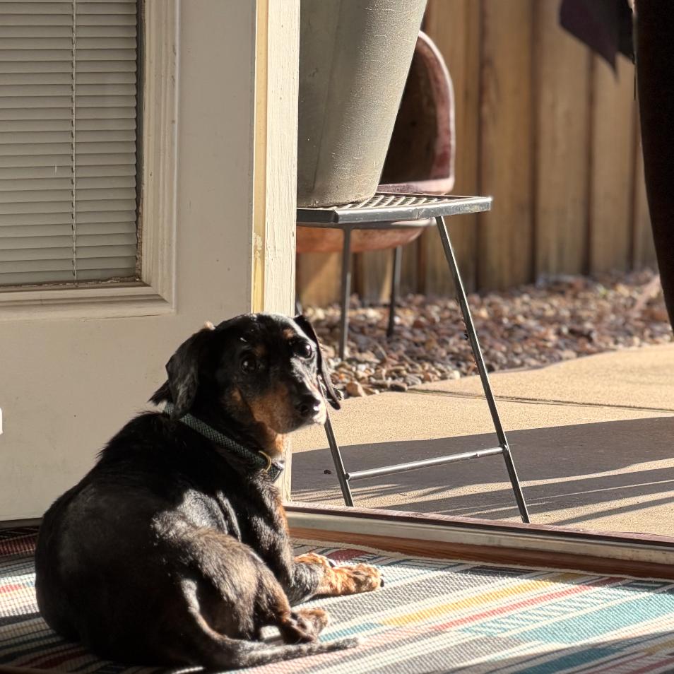 Enlarge Glory, a Adoptable Dachshund in Little Rock, AR image 2/6