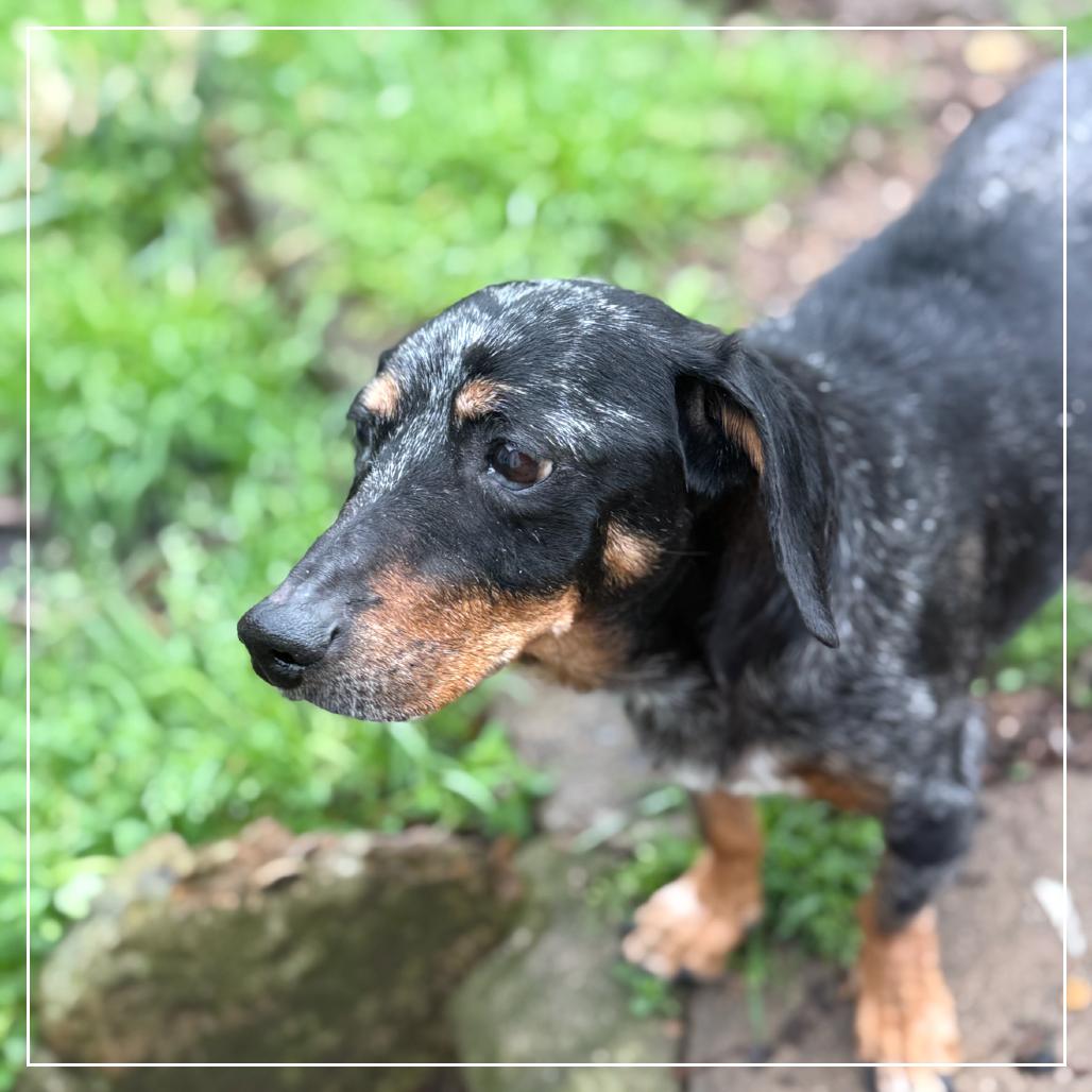 Enlarge Glory, a Adoptable Dachshund in Little Rock, AR image 3/6