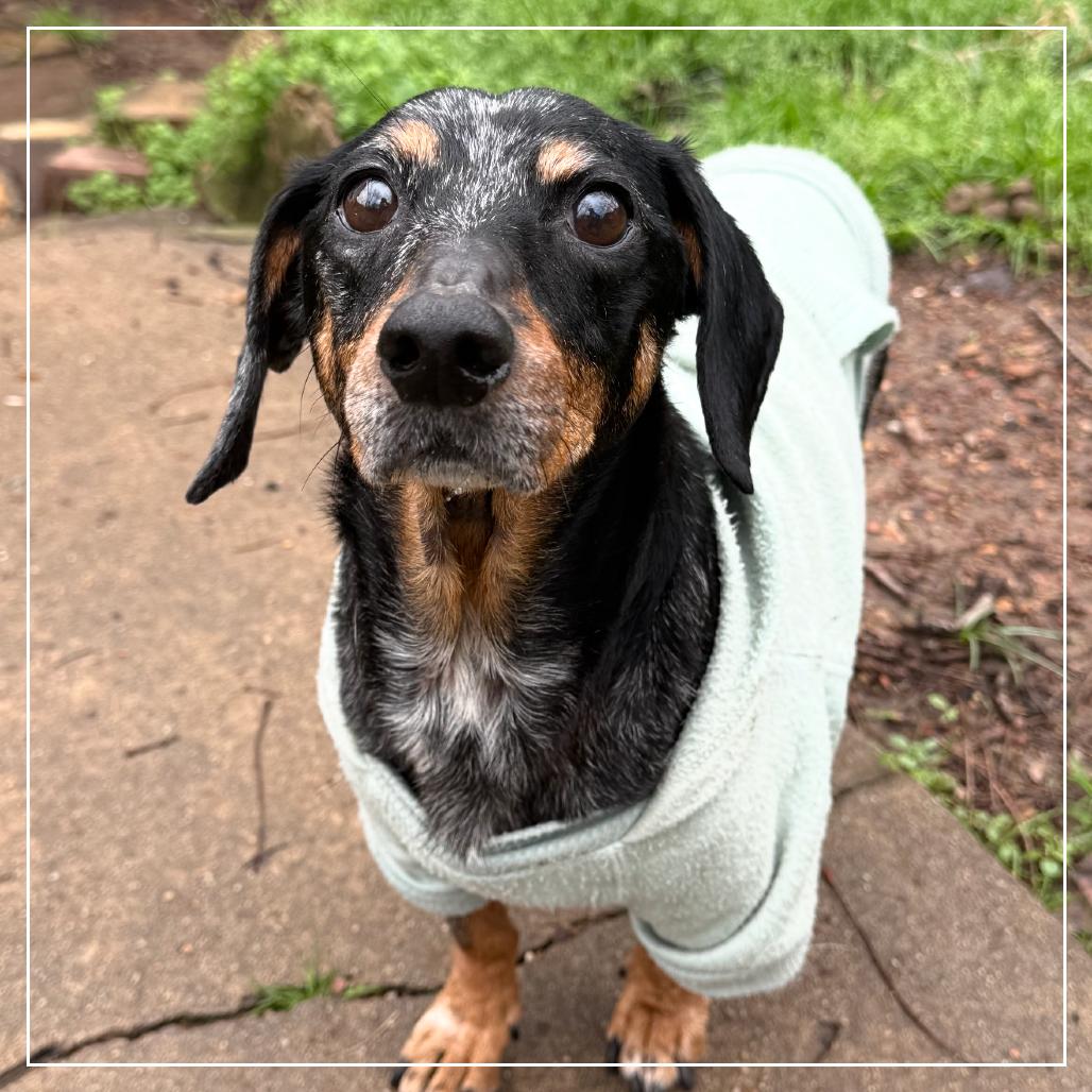 Enlarge Glory, a Adoptable Dachshund in Little Rock, AR image 4/6