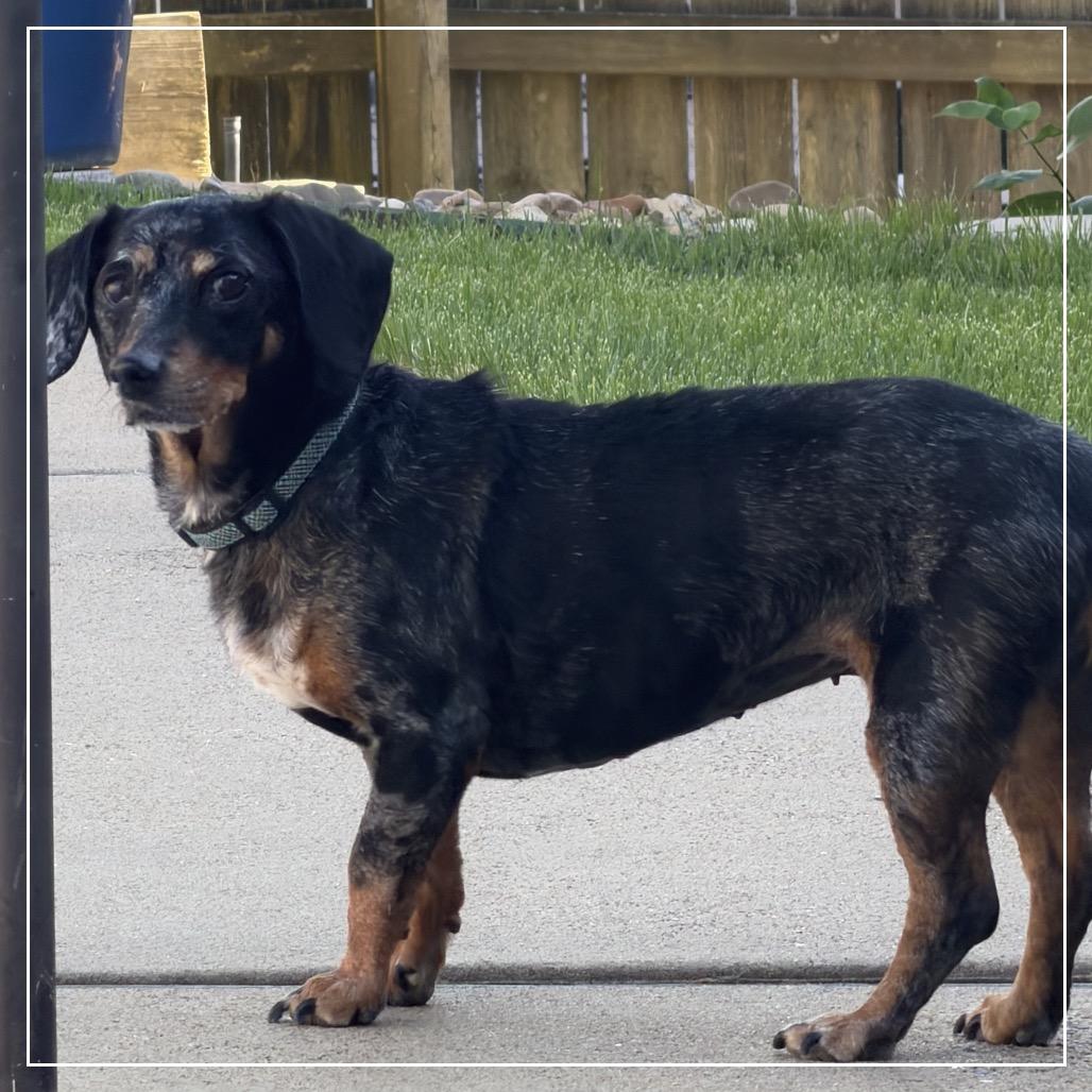 Enlarge Glory, a Adoptable Dachshund in Little Rock, AR image 5/6