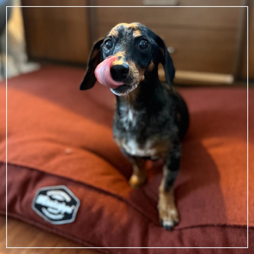 Enlarge Glory, a Adoptable Dachshund in Little Rock, AR image 6/6