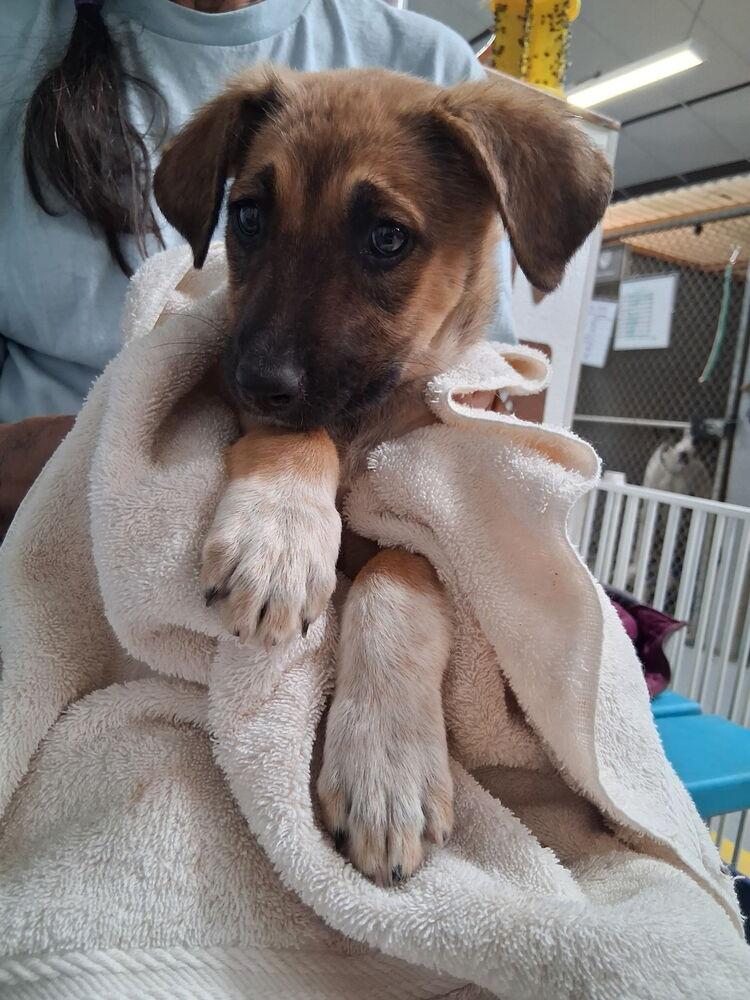 Libby, Adoptable, Puppy Female German Shepherd Dog.