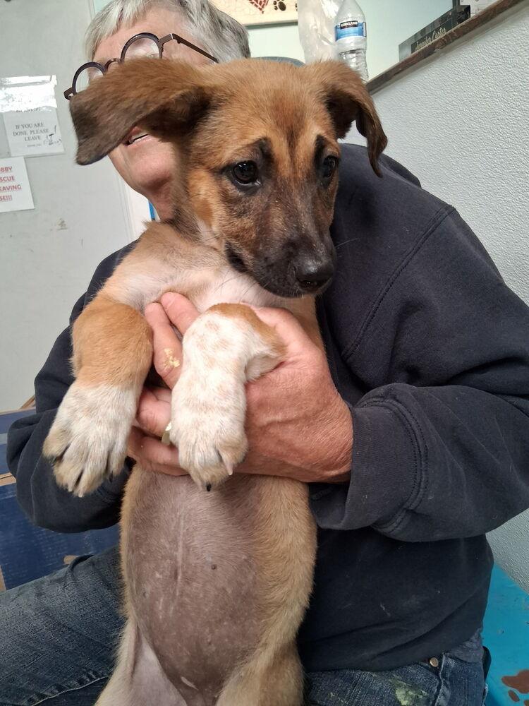 Enlarge Libby, a Adoptable mixed breed in Mountainair, NM image 2/2