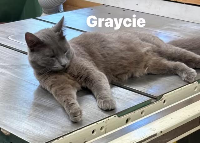 Graycie, a ADOPTABLE mixed breed in Turnersville, NJ image 3/3
