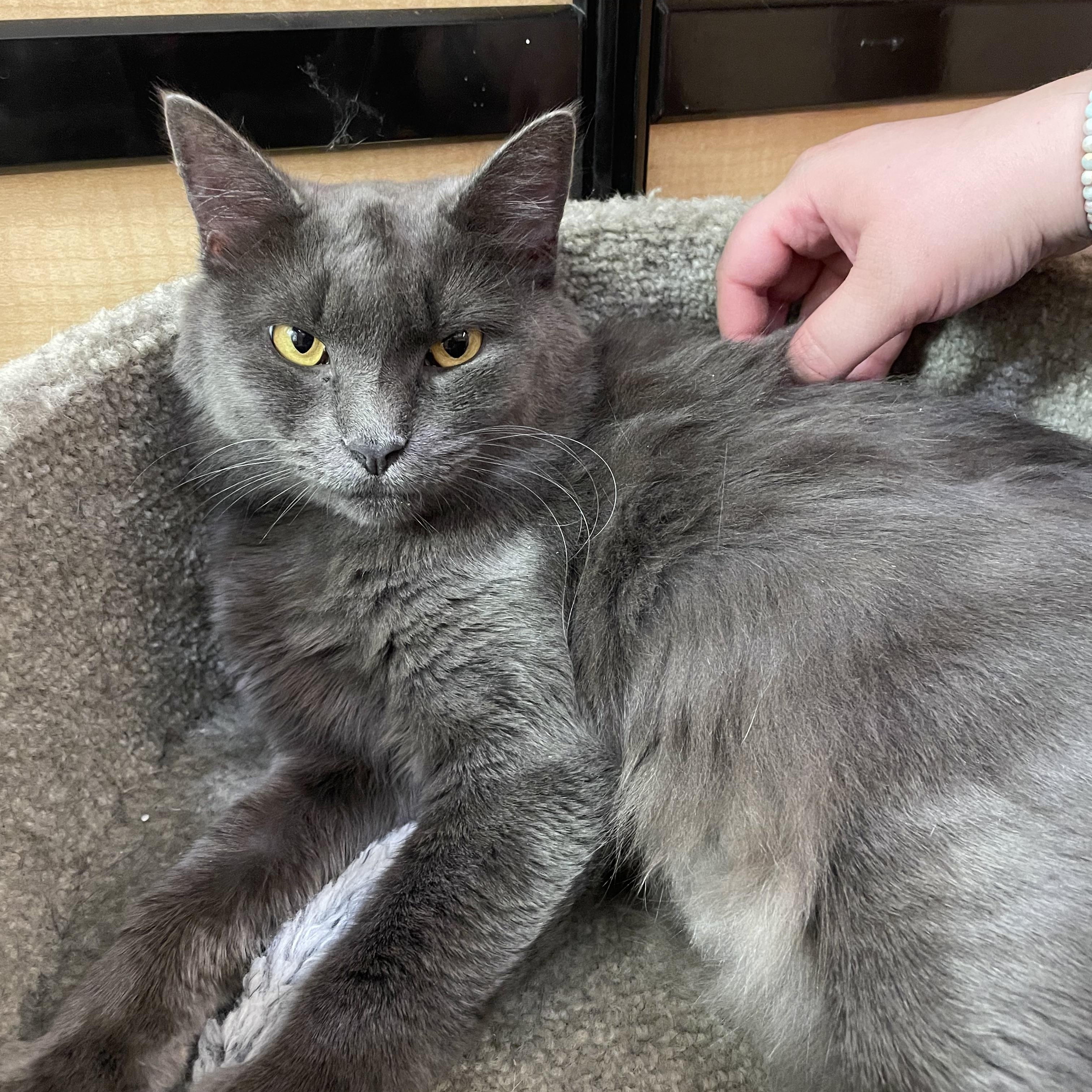 Graycie, ADOPTABLE, Adult Female Russian Blue & Domestic Medium Hair.