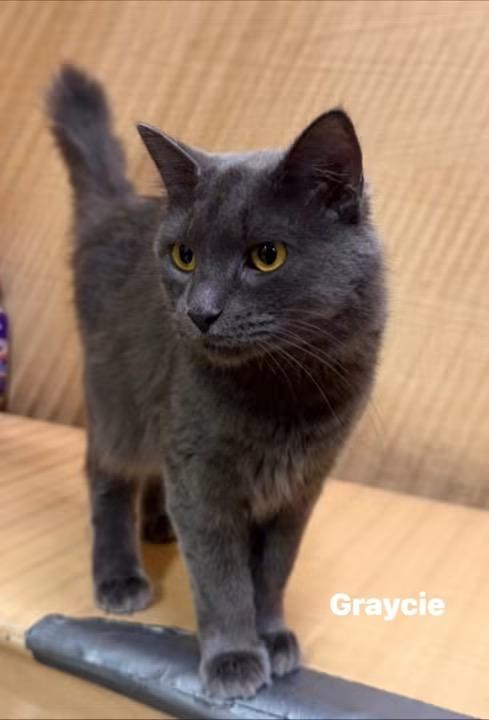 Enlarge Graycie, a ADOPTABLE mixed breed in Turnersville, NJ image 5/5