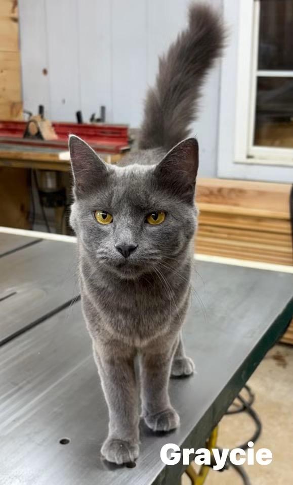 Graycie, ADOPTABLE, Adult Female Russian Blue & Domestic Medium Hair.