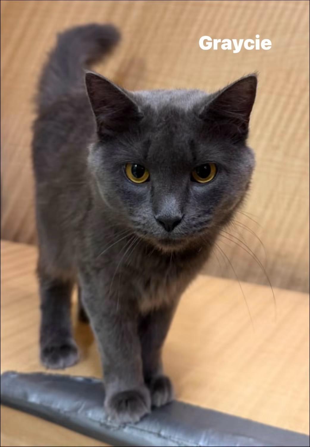 Enlarge Graycie, a ADOPTABLE mixed breed in Turnersville, NJ image 3/5
