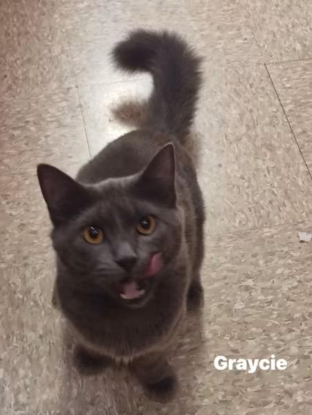 Enlarge Graycie, a ADOPTABLE mixed breed in Turnersville, NJ image 4/5