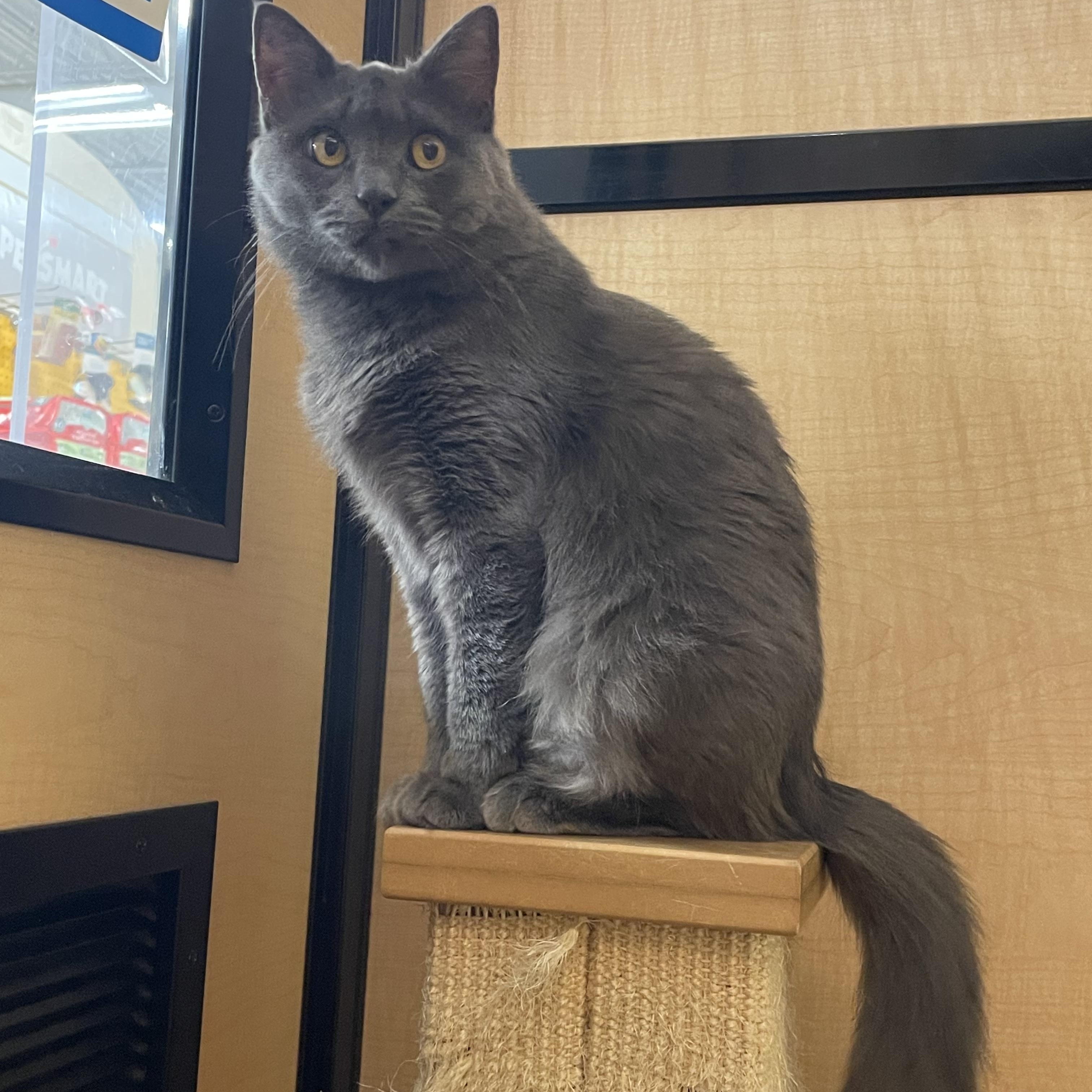 Enlarge Graycie, a ADOPTABLE mixed breed in Turnersville, NJ image 2/5