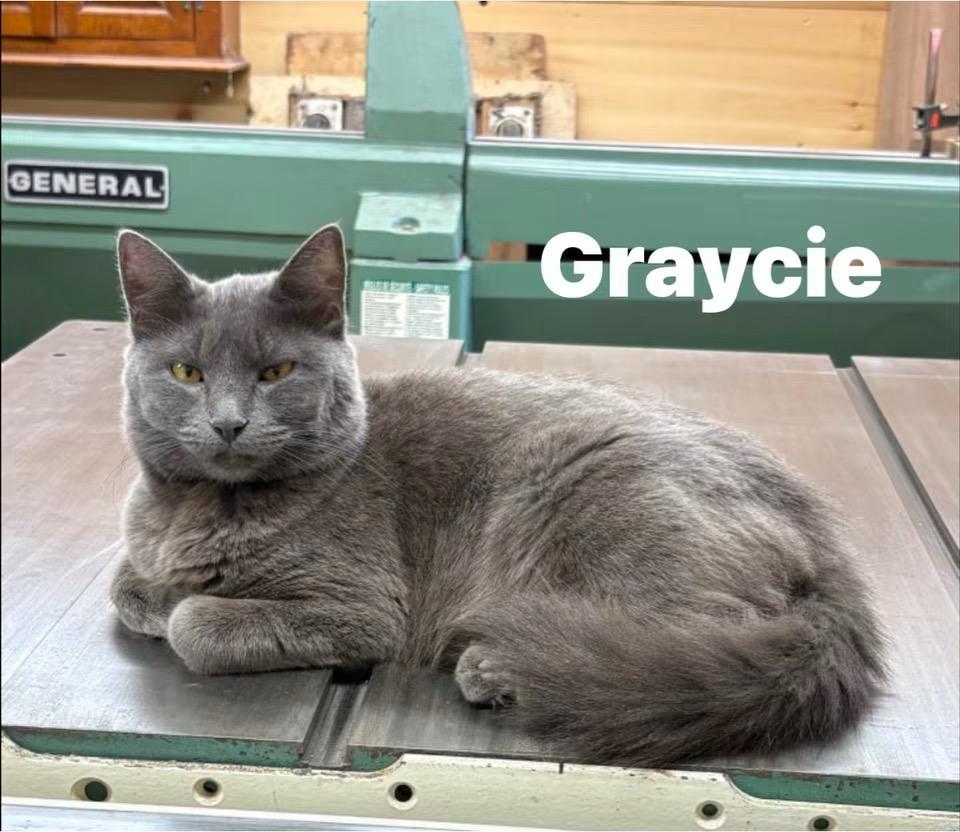 Graycie, a ADOPTABLE mixed breed in Turnersville, NJ image 2/3
