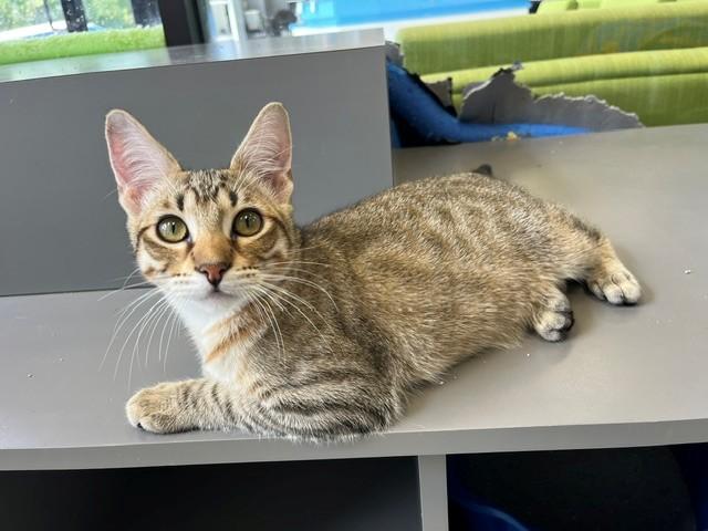 Stanley, Adoptable, Young Male Domestic Short Hair.