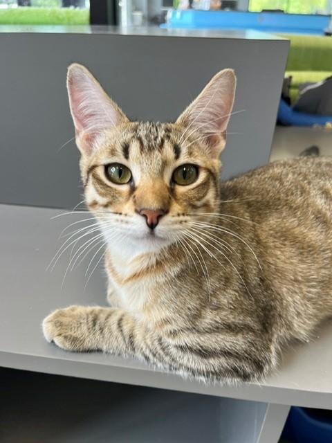 Enlarge Stanley, a Adoptable mixed breed in Tyler, TX image 3/4