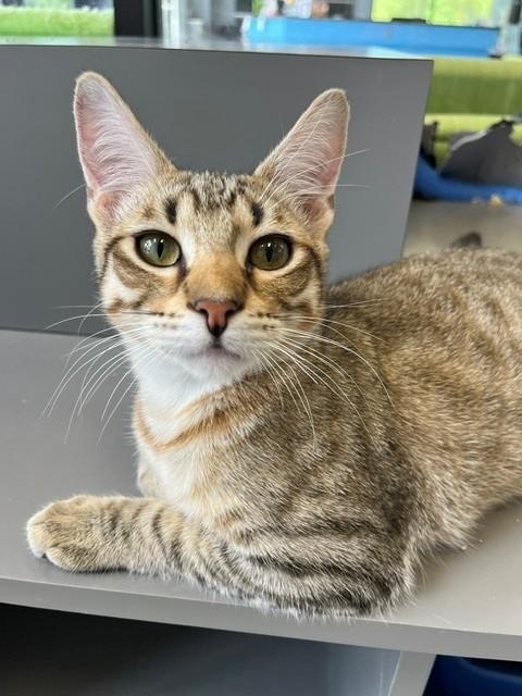 Enlarge Stanley, a Adoptable mixed breed in Tyler, TX image 2/4