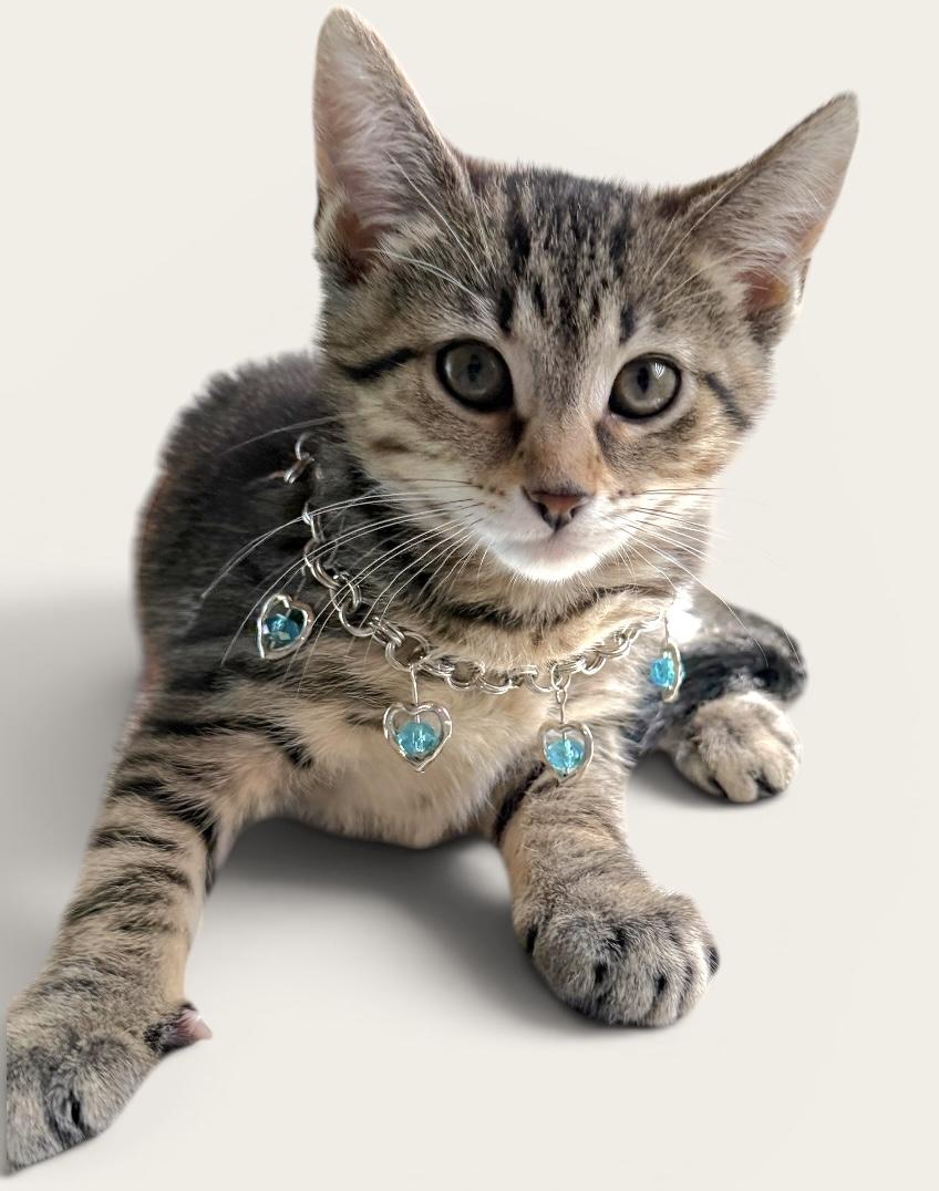LOLLY, an adopted Domestic Short Hair in Wyandotte, MI image 1/2