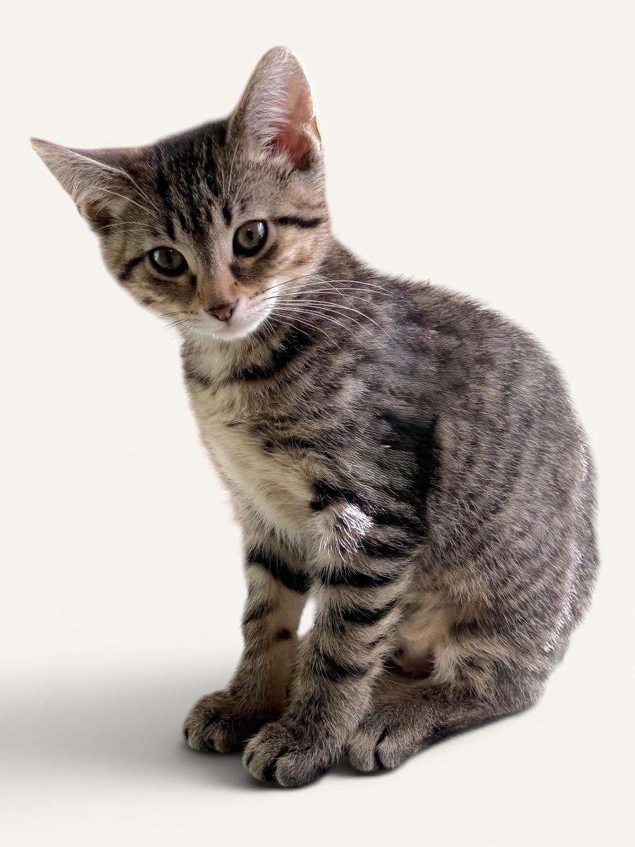 LOLLY, an adopted Domestic Short Hair in Wyandotte, MI image 2/2
