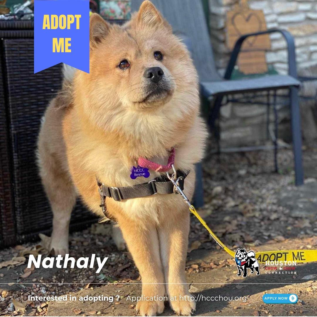 Nathaly, Young Female Chow Chow