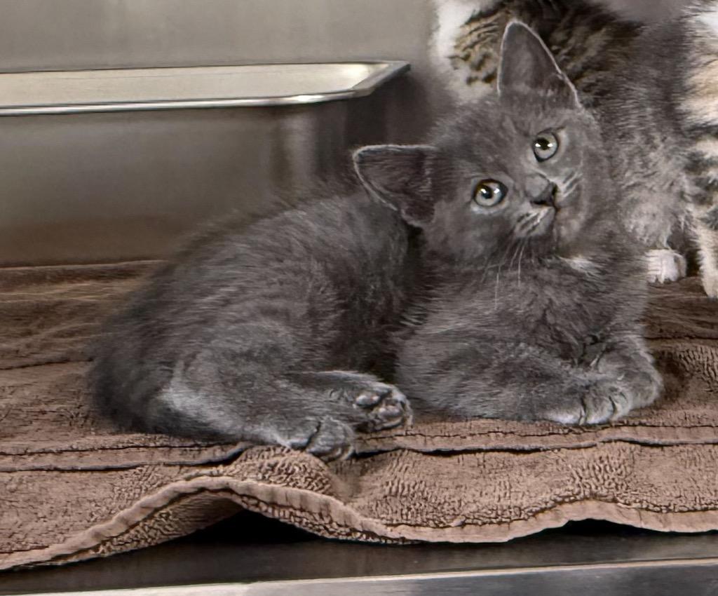 Enlarge Quinn, a Adopted mixed breed in Murray, KY image 1/2