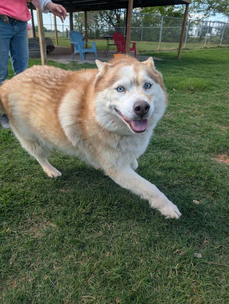 Chloe, Adoptable, Adult Female Husky.