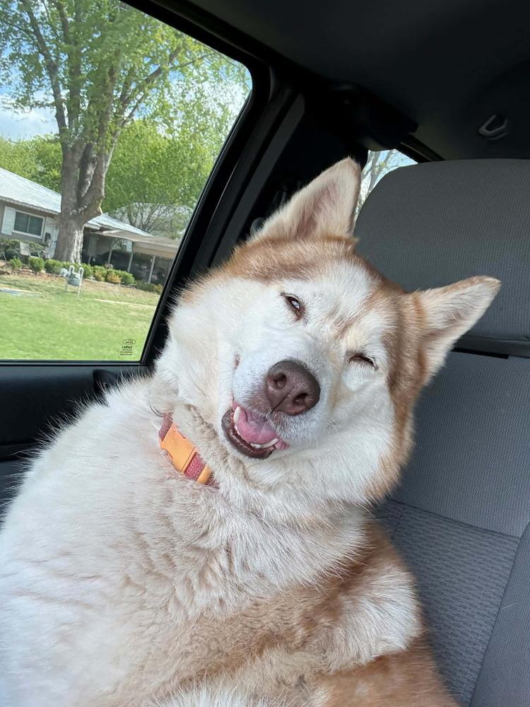 Chloe, a Adoptable Husky in Deerfield, WI image 2/5