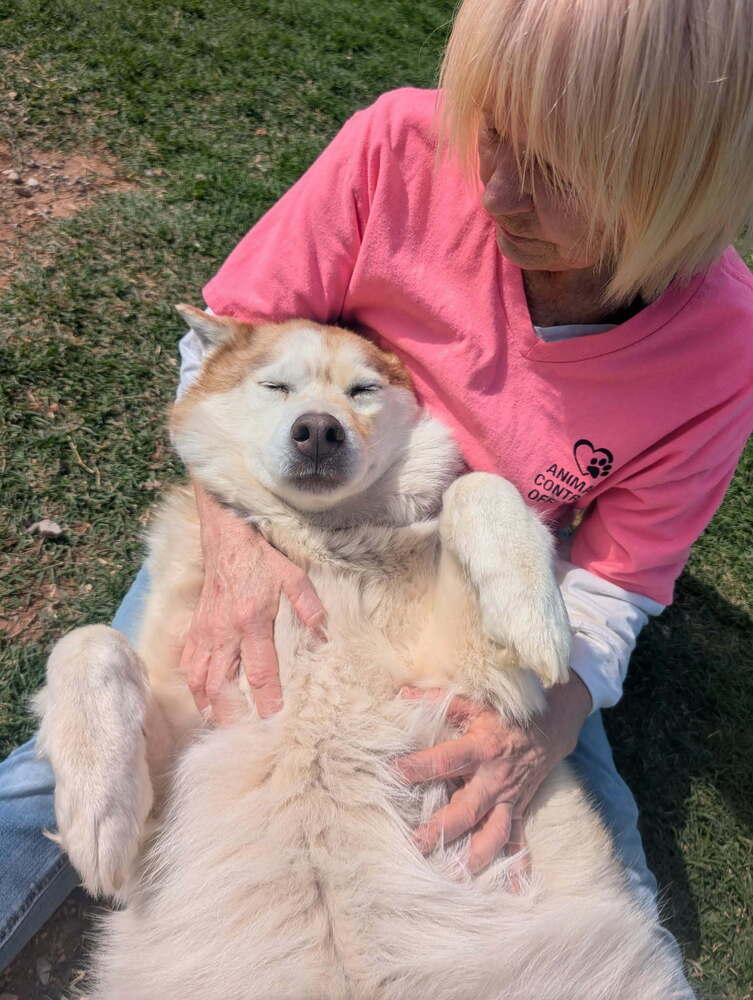 Chloe, a Adoptable Husky in Deerfield, WI image 3/5