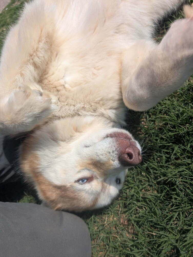 Chloe, a Adoptable Husky in Deerfield, WI image 4/5