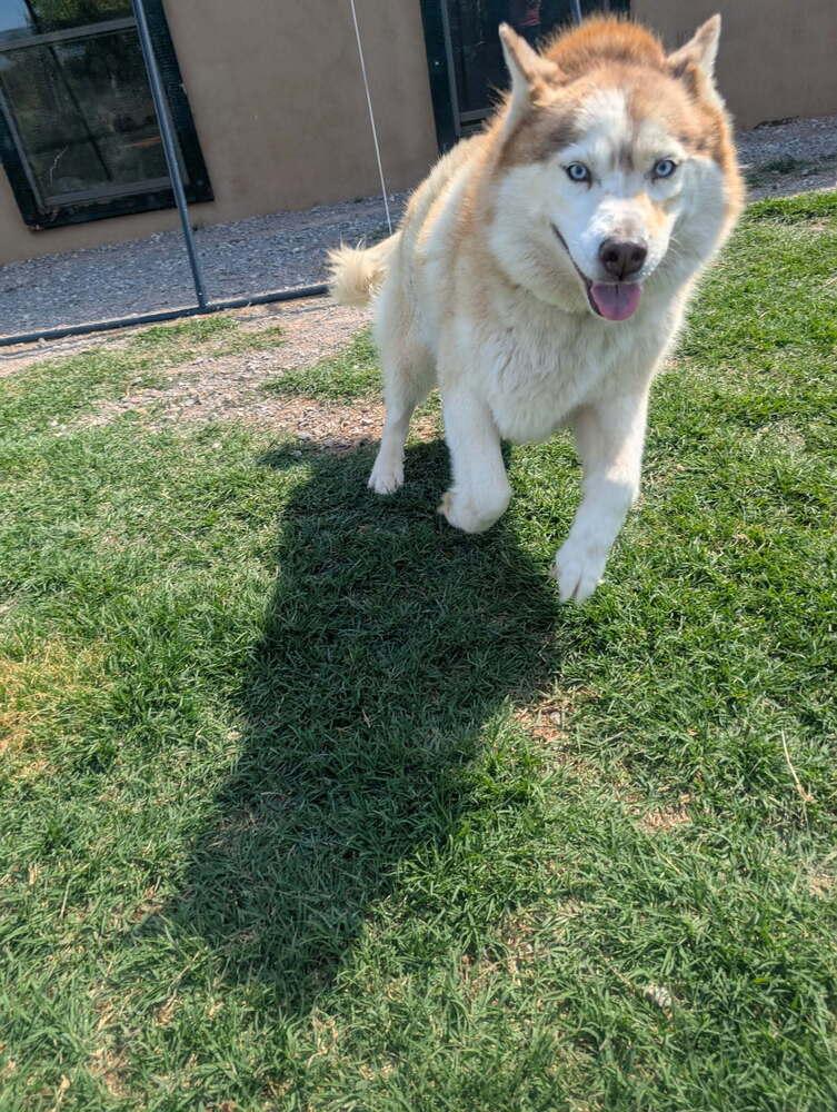 Chloe, Adoptable, Adult Female Husky.