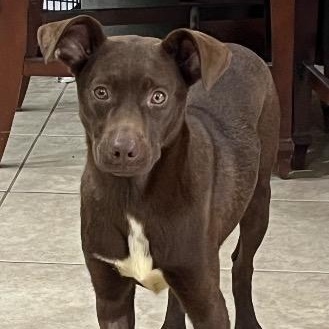 Enlarge Bat Girl, a ADOPTABLE mixed breed in Chelmsford, MA image 2/4