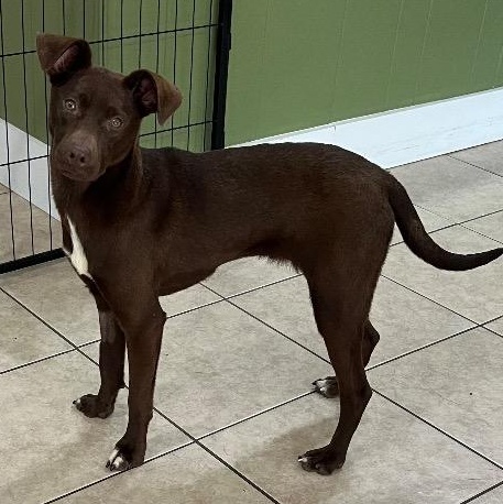 Enlarge Bat Girl, a ADOPTABLE mixed breed in Chelmsford, MA image 3/4
