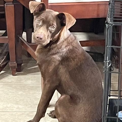 Enlarge Bat Girl, a ADOPTABLE mixed breed in Chelmsford, MA image 1/4