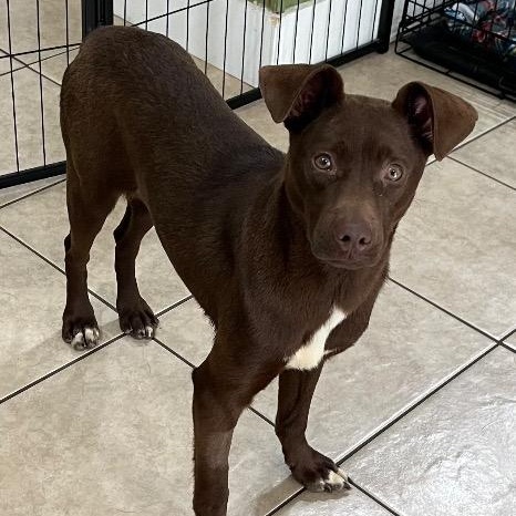 Enlarge Bat Girl, a ADOPTABLE mixed breed in Chelmsford, MA image 4/4