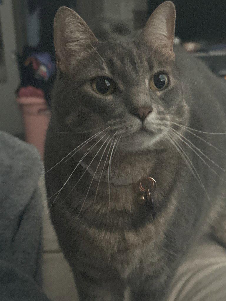 Shimu, a Adoptable Domestic Short Hair in Battle Ground, WA image 1/2
