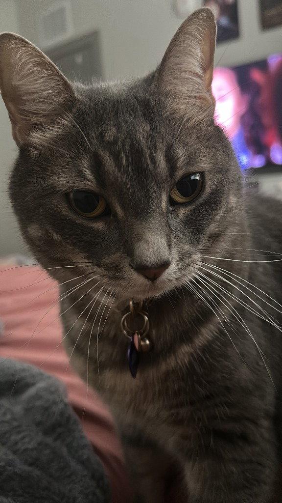 Shimu, a Adoptable Domestic Short Hair in Battle Ground, WA image 2/2