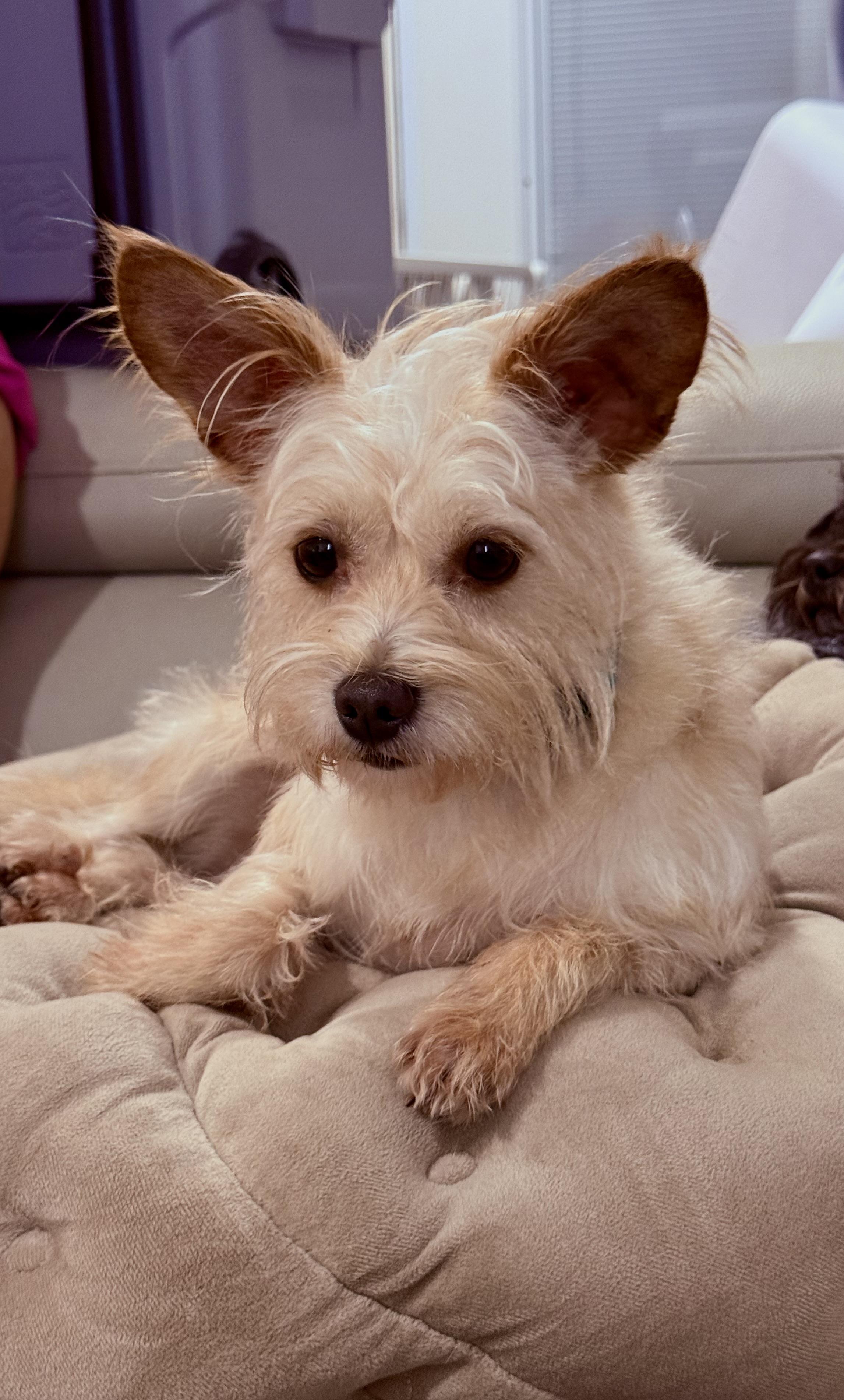 Enlarge Jimmy Mack is perfect, a Adoptable mixed breed in Niantic , CT image 4/6