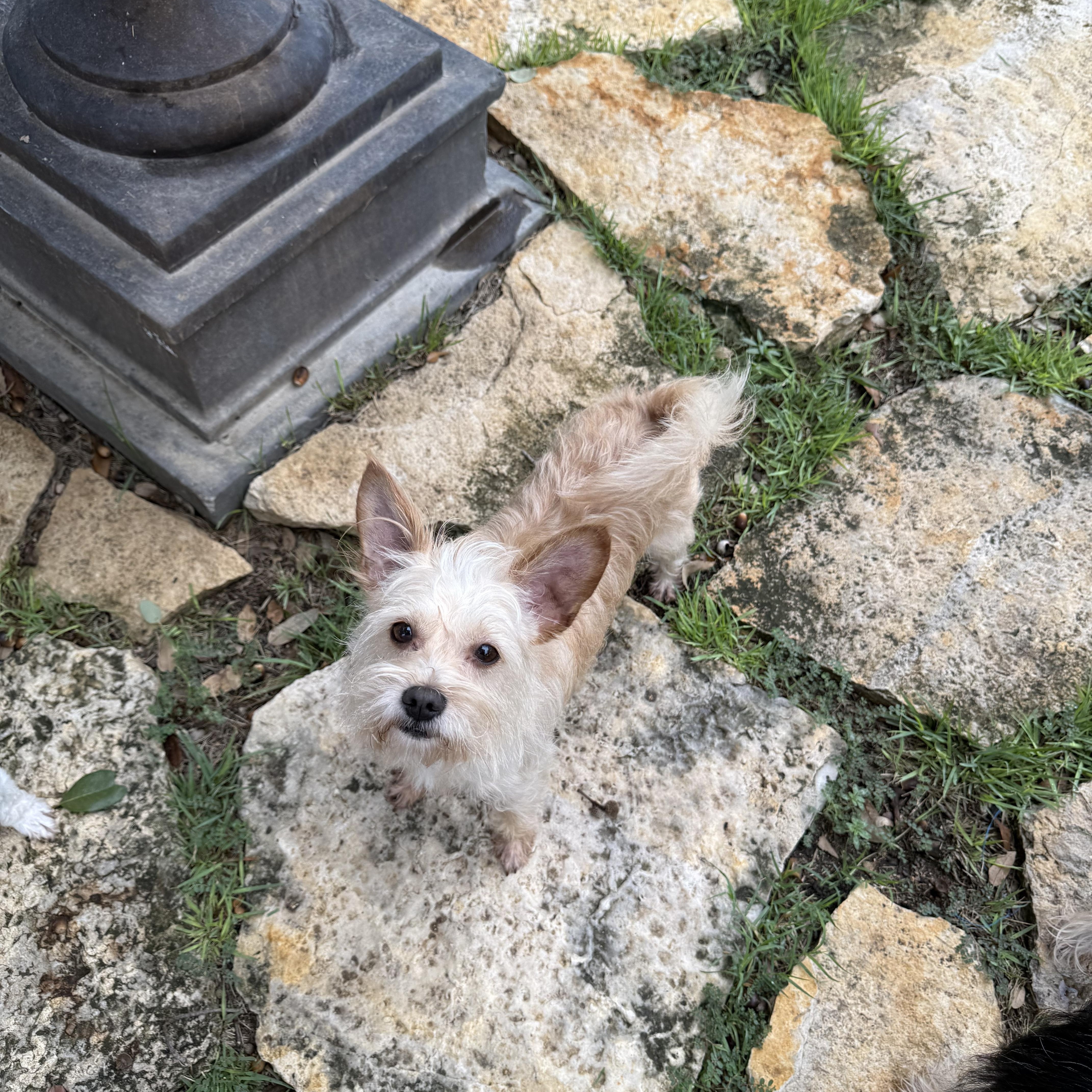 Jimmy Mack is perfect, Adoptable, Young Male Fox Terrier & Yorkshire Terrier.
