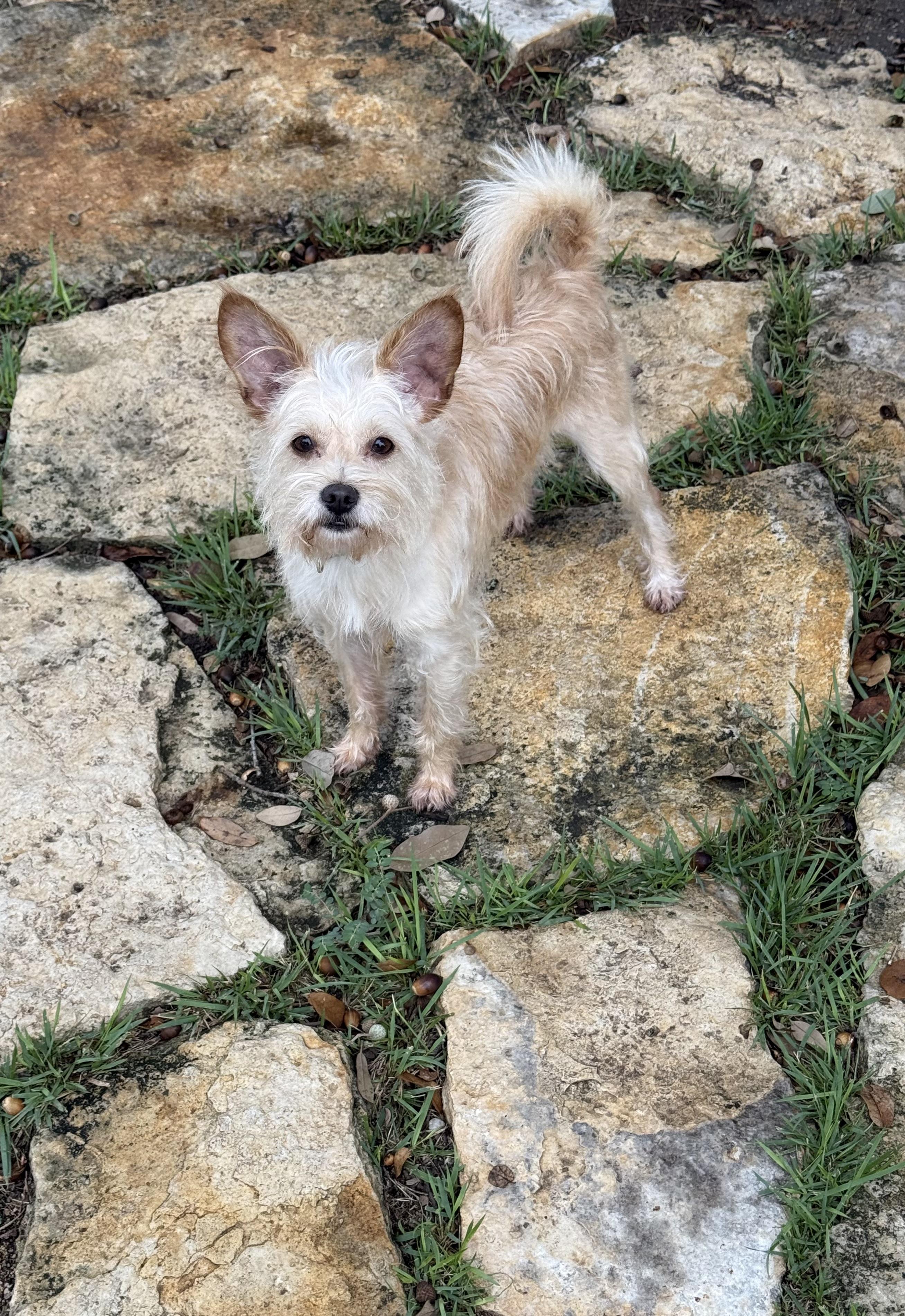 Enlarge Jimmy Mack is perfect, a Adoptable mixed breed in Niantic , CT image 6/6