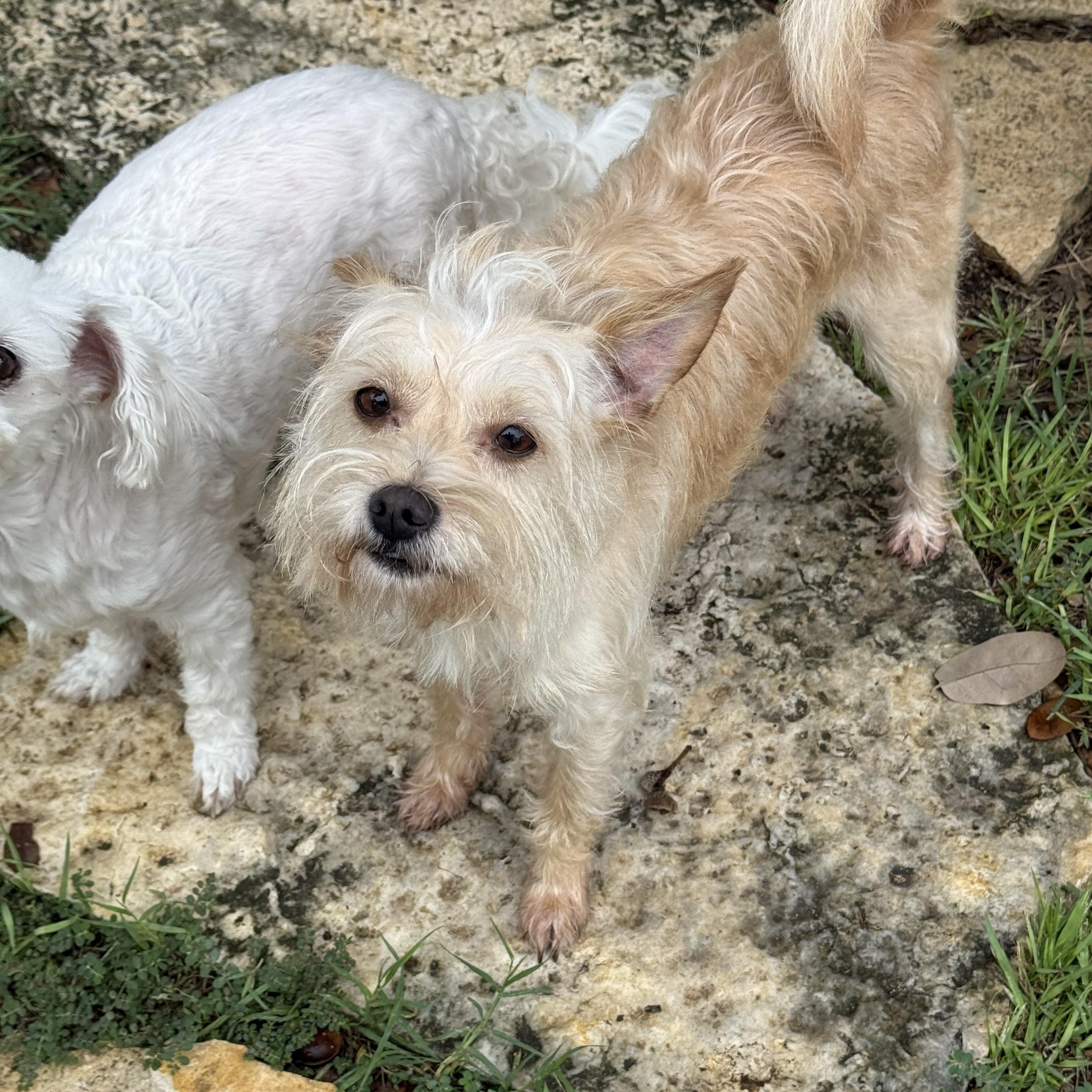 Enlarge Jimmy Mack is perfect, a Adoptable mixed breed in Niantic , CT image 5/6