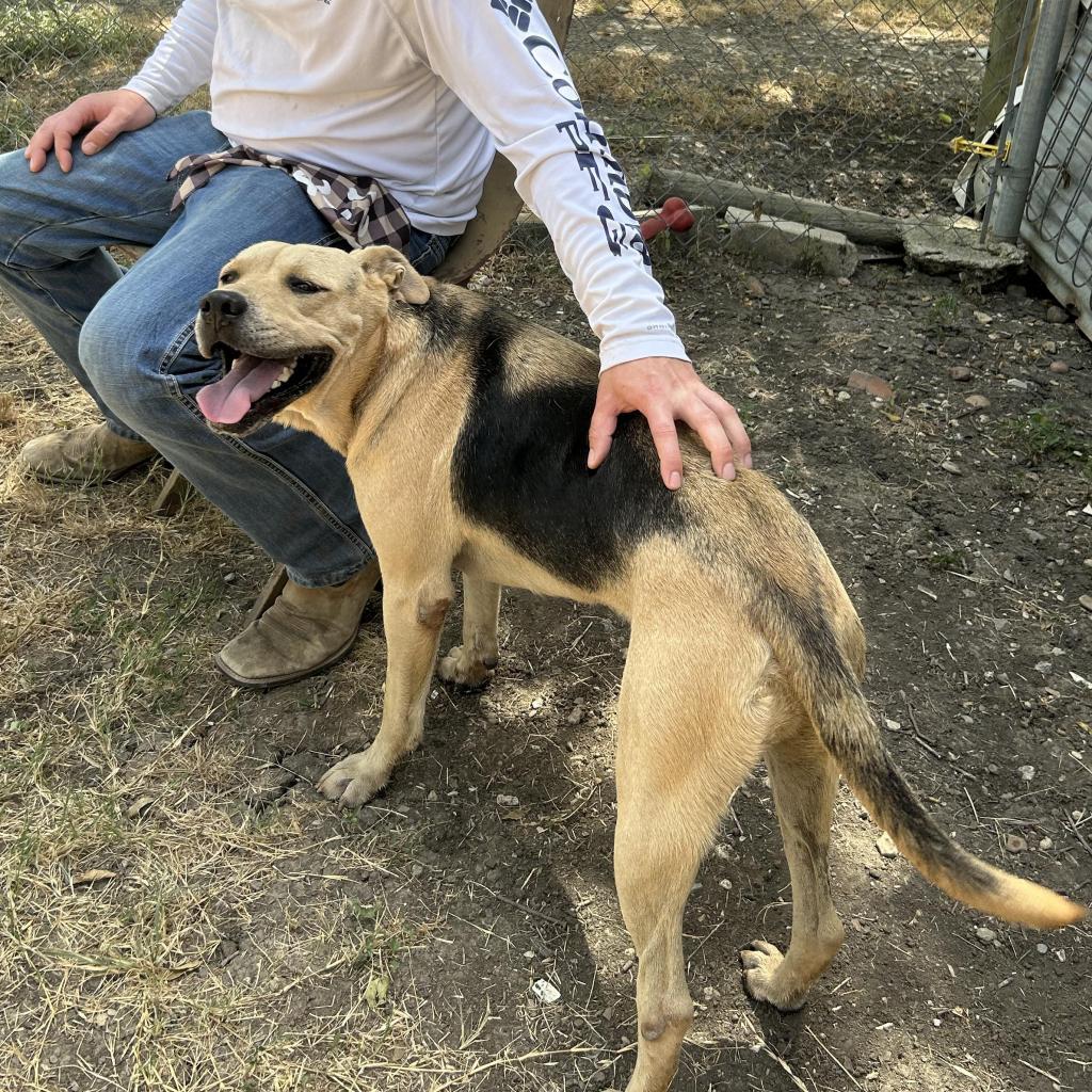 Thor, Adult Male unknown